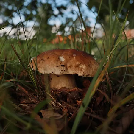 Cichy Zakatek 샬레 Kleszczewo Koscierskie